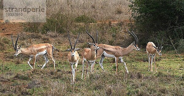 Grant Gazelle (gazella granti)  Gruppe im Nairobi Park in Kenia