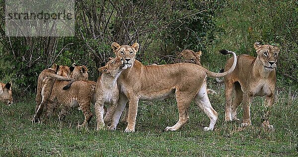 Afrikanischer Löwe (Panthera leo)  Mutter und Jungtier  Masai Mara Park in Kenia