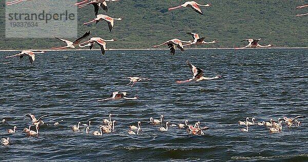 Zwergflamingo (phoenicopterus minor)  Gruppe im Flug  Kolonie am Bogoriasee in Kenia