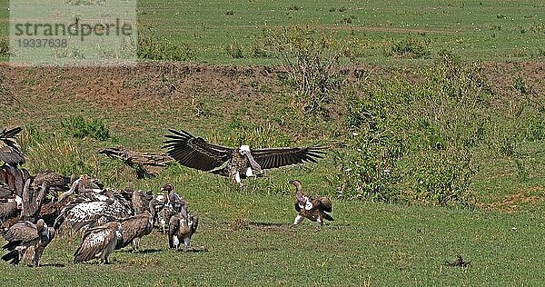 Weißrückengeier (gyps africanus)  Ruppellgeier  gyps rueppelli  Lappengeier (torgos tracheliotus)  Marabu (leptoptilos crumeniferus) Storch  Gruppe beim Fressen eines Kadavers  Masai Mara Park in Kenia