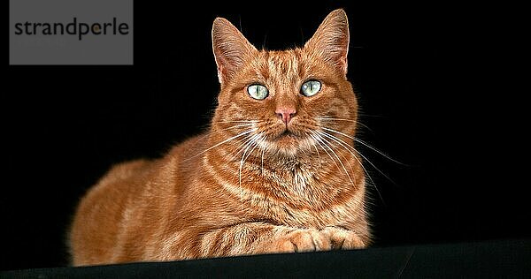 Rot gestromte Hauskatze  erwachsen  liegend vor schwarzem Hintergrund