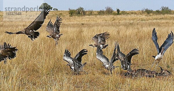 Weißrückengeier (gyps africanus)  Ruppellgeier  gyps rueppelli  Lappengeier (torgos tracheliotus)  Marabu (leptoptilos crumeniferus) Storch  Gruppe beim Fressen eines Kadavers  Masai Mara Park in Kenia