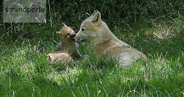 Polarwolf (canis lupus tundrarum)  Mutter spielt mit Jungtier