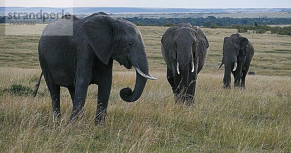 Afrikanischer Elefant (loxodonta africana)  Gruppe in der Savanne  Masai Mara Park in Kenia