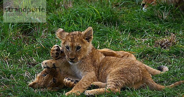 Afrikanischer Löwe (panthera leo)  spielendes Jungtier