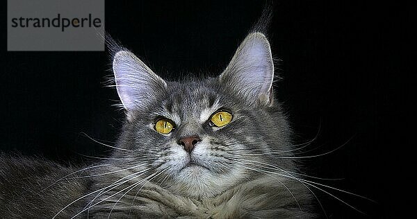 Blau gestromte Maine Coon Hauskatze  Porträt eines Weibchens vor schwarzem Hintergrund  Normandie in Frankreich