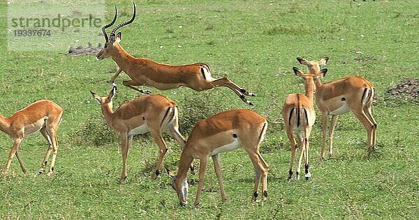 Impala (aepyceros) melampus  Herde von Weibchen  Männchen läuft  Masai Mara Park in Kenia