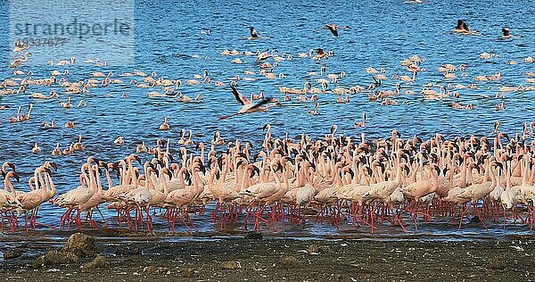 Zwergflamingo (phoenicopterus minor)  Gruppe im Flug  Kolonie am Bogoriasee in Kenia