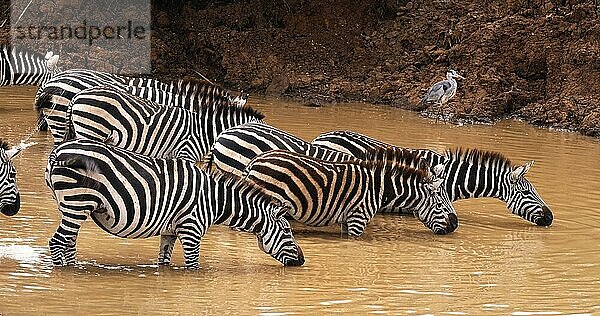 Grant's Zebra (equus burchelli) boehmi  Herde am Wasserloch  Nairobi Park in Kenia