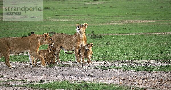 Afrikanischer Löwe (Panthera leo)  Mutter und Jungtier  Masai Mara Park in Kenia