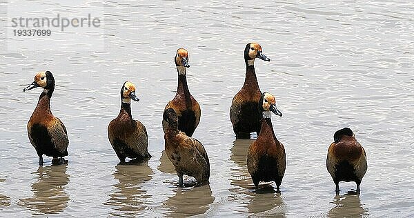 Weißgesichtpfeifgans endrocygna viduata  Gruppe im Wasser stehend  Masai Mara Park in Kenia