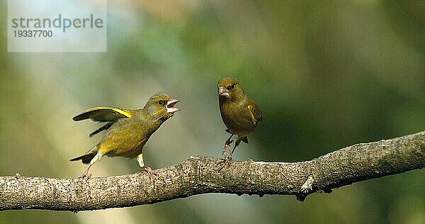 Grünfink (carduelis chloris)  Mobbing Kampf unter Erwachsenen  Normandie in Frankreich