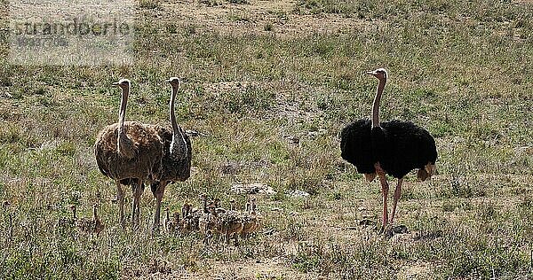 Afrikanischer Strauß (struthio camelus)  Männchen  Weibchen und Küken wandern durch die Savanne  Nairobi National Park in Kenia