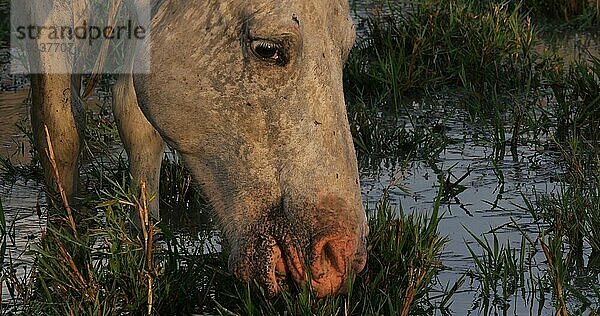 Camarguepferd Erwachsener frisst Gras im Sumpf  Saintes Marie de la Mer in der Camargue  in Südfrankreich