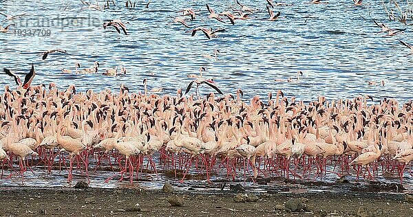 Zwergflamingo (phoenicopterus minor)  Gruppe im Flug  Kolonie am Bogoriasee in Kenia