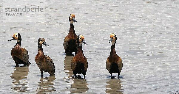 Weißgesichtpfeifgans endrocygna viduata  Gruppe im Wasser stehend  Masai Mara Park in Kenia