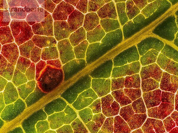 Herbstlich gefärbtes Blatt von einem Ahorn (Acer)  Detail  Makrofoto  Gegenlicht  Durchlicht  Studiofoto  Deutschland  Europa