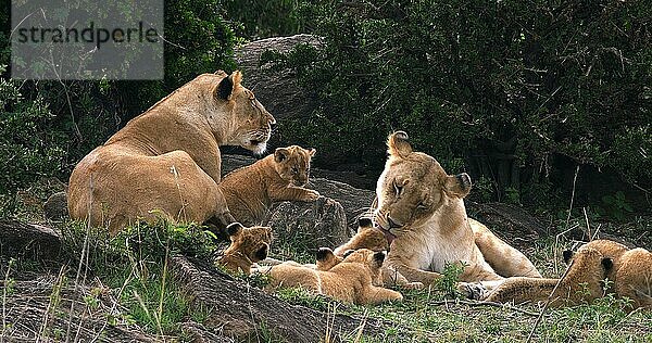 Afrikanischer Löwe (Panthera leo)  Mutter und Jungtiere  Masai Mara Park in Kenia