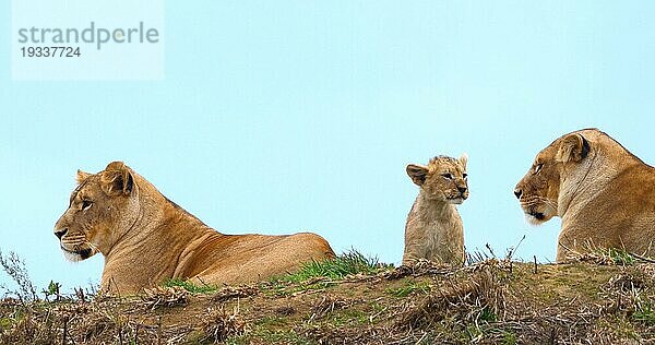 Afrikanischer Löwe (panthera leo)  Mutter und Jungtier