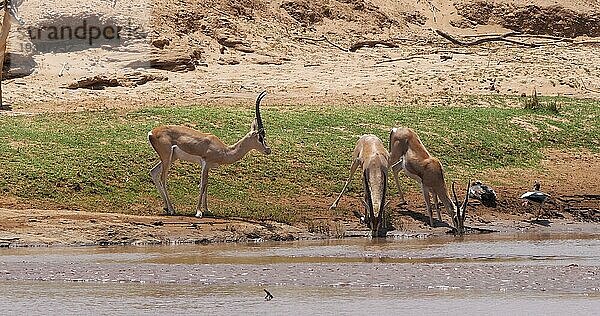 Grant Gazelle (gazella granti)  Gruppe trinkt Wasser am Fluss  Samburu Park in Kenia