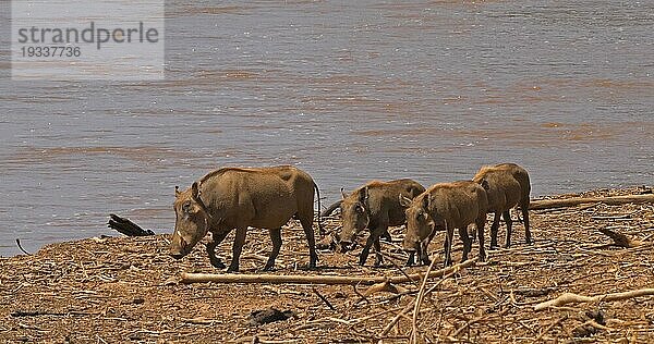 Warzenschwein (Phacochoerus aethiopicus)  adult und Jungtiere in der Nähe des Flusses  Samburu Park in Kenia