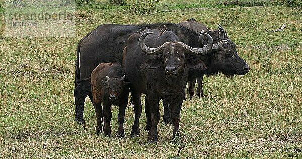 Kaffernbüffel (syncerus caffer)  Mutter und Kalb  Masai Mara Park in Kenia