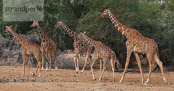 Masaigiraffe (giraffa camelopardalis tippelskirchi)  Gruppe stehend in Savanne  Masai Mara Park in Kenia