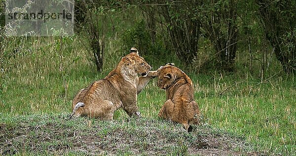 Afrikanischer Löwe (Panthera leo)  spielende Jungtiere  Masai Mara Park in Kenia