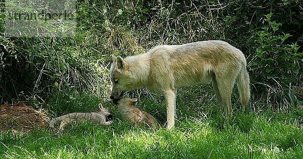 Polarwolf (canis lupus tundrarum)  Mutter und Jungtier stehen am Höhleneingang