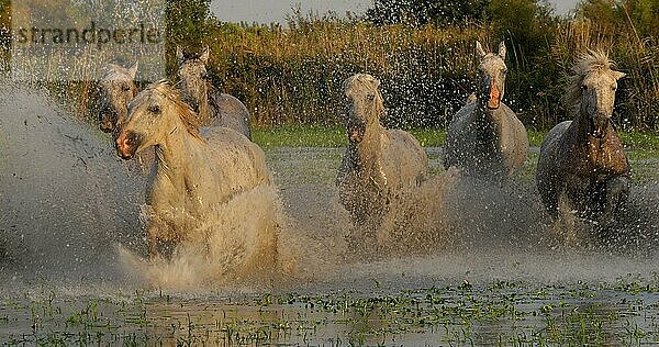 Camargue Pferd  Herde trabend oder galoppierend durch Sumpf  Saintes Marie de la Mer in der Camargue  in Südfrankreich