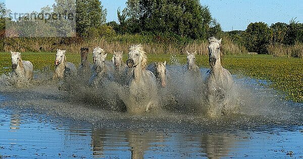 Camargue Pferd  Herde trabend oder galoppierend durch Sumpf  Saintes Marie de la Mer in der Camargue  in Südfrankreich