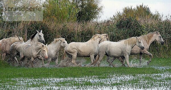 Camarguepferd Herde im Sumpf stehend  Saintes Marie de la Mer in der Camargue  in Südfrankreich