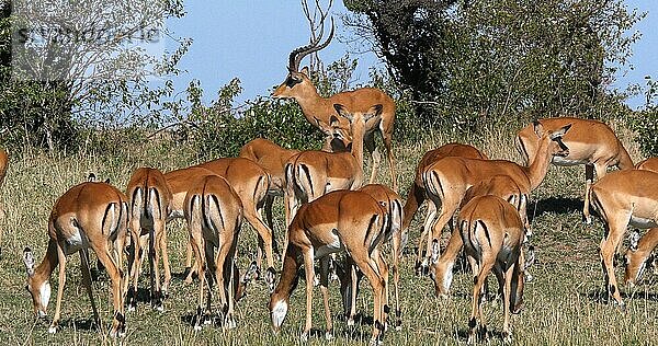 Impala (aepyceros) melampus  Männchen und Weibchen  Masai Mara Park in Kenia