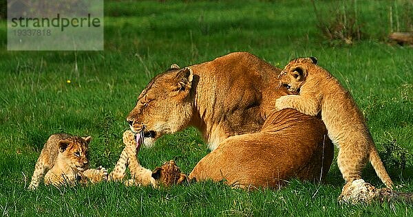 Afrikanischer Löwe (panthera leo)  Mutter und Jungtier