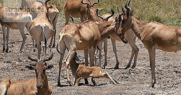 Eigentliche Kuhantilope (alcelaphus buselaphus)  Herde stehend in Savanne  Jungtier säugend  Nairobi Park in Kenia