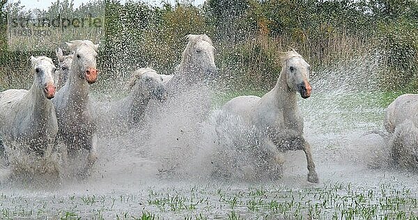 Camargue Pferd  Herde trabend oder galoppierend durch Sumpf  Saintes Marie de la Mer in der Camargue  in Südfrankreich