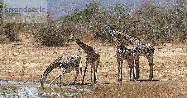 Masaigiraffe (giraffa camelopardalis tippelskirchi)  Gruppe beim Trinken am Wasserloch  Tsavo Park in Kenia