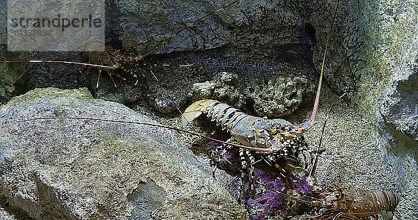 Gefleckter Langusten oder Gefleckter Felsenhummer (panulirus versicolor)  erwachsen auf Felsen stehend