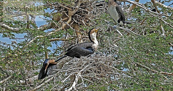 Riedscharbe (phalacrocorax africanus)  nistend auf einem Baum  Naivashasee Kenia