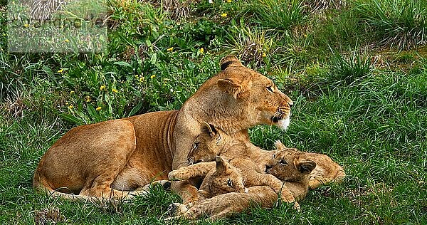 Afrikanischer Löwe (panthera leo)  Mutter und Jungtier