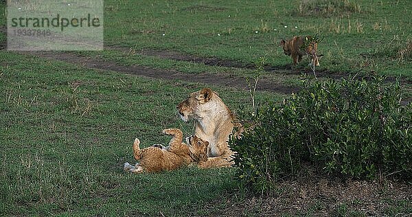 Afrikanischer Löwe (Panthera leo)  Mutter und Jungtier  Masai Mara Park in Kenia