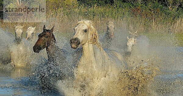 Camargue Pferd  Herde trabend oder galoppierend durch Sumpf  Saintes Marie de la Mer in der Camargue  in Südfrankreich