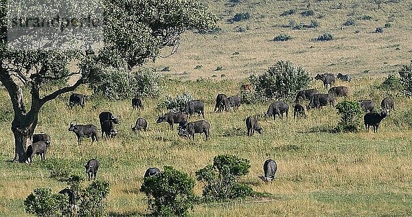 Kaffernbüffel (syncerus caffer)  stehende Herde in der Savanne  Tsavo Park in Kenia