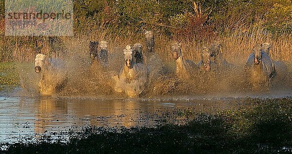 Camargue Pferd  Herde trabend oder galoppierend durch Sumpf  Saintes Marie de la Mer in der Camargue  in Südfrankreich