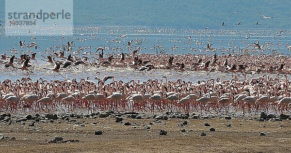 Zwergflamingo (phoenicopterus minor)  Gruppe im Flug  Kolonie am Bogoriasee in Kenia