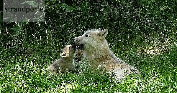 Polarwolf (canis lupus tundrarum)  Mutter spielt mit Jungtier