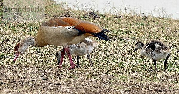 Nilgans (alopochen aegyptiacus)  adult und Gänseküken  Masai Mara Park in Kenia