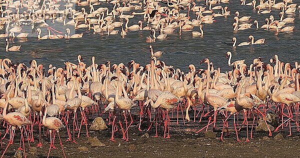 Zwergflamingo (phoenicopterus minor)  Kolonie am Bogoriasee in Kenia