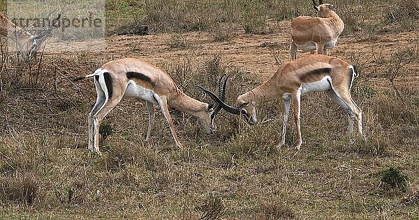 Grant Gazelle (gazella granti)  Männchen im Kampf  Nairobi Park in Kenia