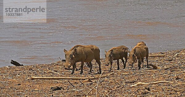 Warzenschwein (Phacochoerus aethiopicus)  adult und Jungtiere in der Nähe des Flusses  Samburu Park in Kenia